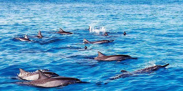 Swimming with dolphins mauritius (2)